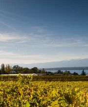 Domaine de la Côte d'Or Bild 13