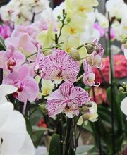 Art Fleurs et Jardins image 2