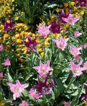 Gartenbau Zürich Gartenpflege