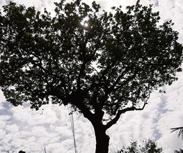 Arbres-Eco image 3