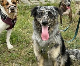 Hundeschule Thea Grothe Bild 5
