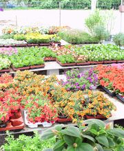 Blumen Barrey Bild 5