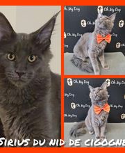 So My Dog Vergèze image 12