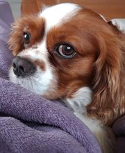 Asenack Association image 11