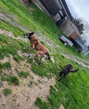 Le royaume du Bonheur image 7