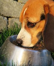 The Pet Wellness Group: Hebron image 6