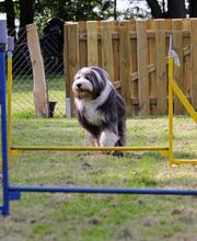 RolfsRudel Hundeschule / Rolf Matar Bild 8