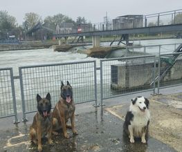 Antho Educanine image 15