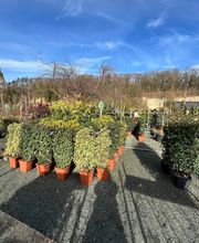 Pépinière Côté Jardin image 6