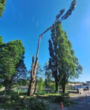 Arbocity image 3