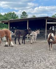 Eclair et Coquin image 3