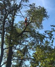 Haut Fil des branches image 9