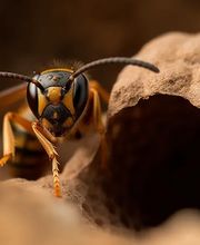 Falkner Schädlingsbekämpfung