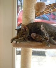 EMS Résidence les Pervenches Bild 2