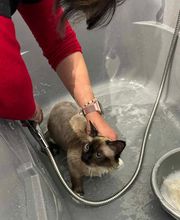 AU CHARME CANIN image 3