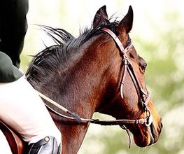 Ecurie des Reflets EARL image 4