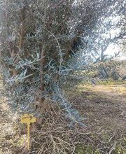 Viveros de Olivos Manoli imagen 6