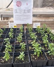 Johansen Landscape & Nursery image 19