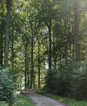 FriedWald Elisenruhe Bild 1