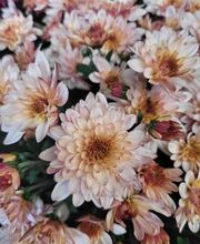 Bricomarché Orval image 4