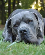 Educa'Dog image 5