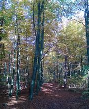 FriedWald Mühlenbecker Land Bild 4