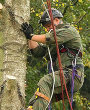 Dumont Elagage image 1