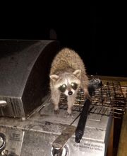Varment Guard Wildlife Services image 6