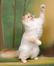 Chatterie de caline : Élevage et vente de chatons Sacré de birmanie image 1