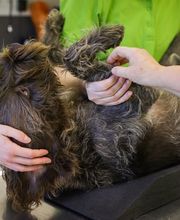 Tierarzt Gütersloh, Kleintierpraxis Isselhorst Bild 5