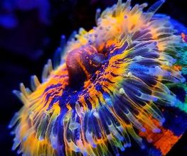 Aqua-Matrix Corals GmbH Bild 9