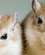 Zürcher Tierschutz Bild 4