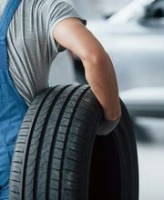 Wolf Around Services Bild 2