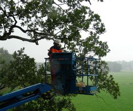 Boomverzorging Bouwmeester