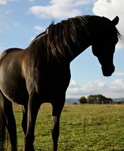 DOMAINE D'HIPPIOS image 3