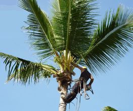 D'Arbre en Arbre image 11