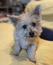 Patte et Museau image 5