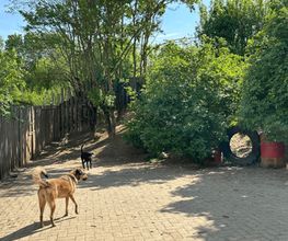 Hundezentrum Rhein-Main GbR Bild 11