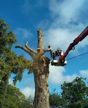 Sempervirens image 4