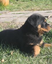 La Licorne Noire image 9