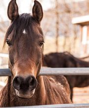 Hipica la melgosa imagen 5