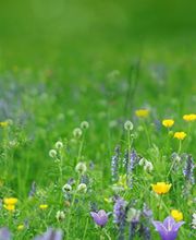 Mickael Paysage image 1