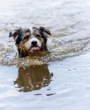 Agil'Canin 36 image 15