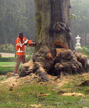 Boomverzorging Bouwmeester