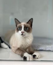 Riviera Vet image 15