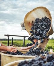 Domaine des Biolles Bild 7