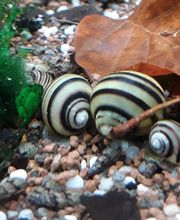Katjas Wirbellose Bild 11
