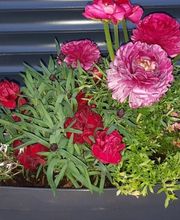 GARREAU Jardin SARL image 7