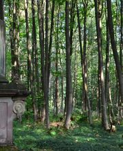 Der Wald ist ein historisches Naherholungsgebiet.