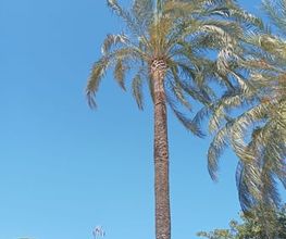 poda-altura-cambrils.jpg